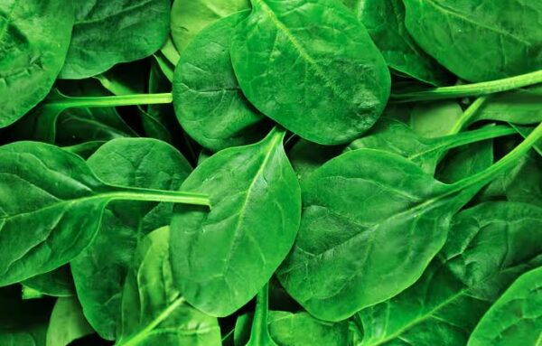 Αύξηση μεγέθους πέους με τροφές 8 5 spinach