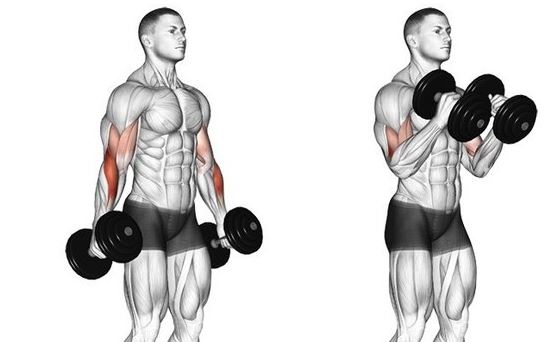 4 hammer curl