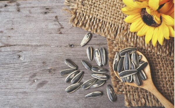 Ηλιόσπορος : Διατροφή και οφέλη 2 sunflower seeds 2