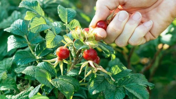 Τι είναι τα Rose Hips και ποια τα οφέλη τους 2 rose hips