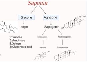saponine trivoli