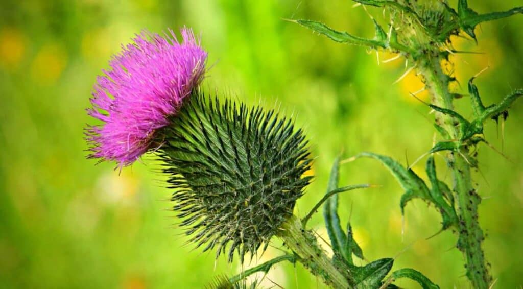 7 σημαντικά οφέλη του γαϊδουράγκαθου σύμφωνα με τους επιστήμονες 1 thistle