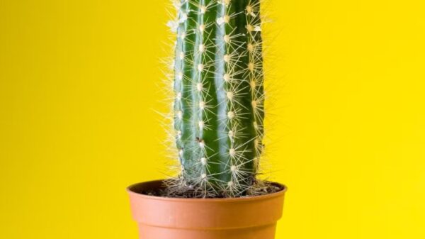 cactus plant isolated royalty free image