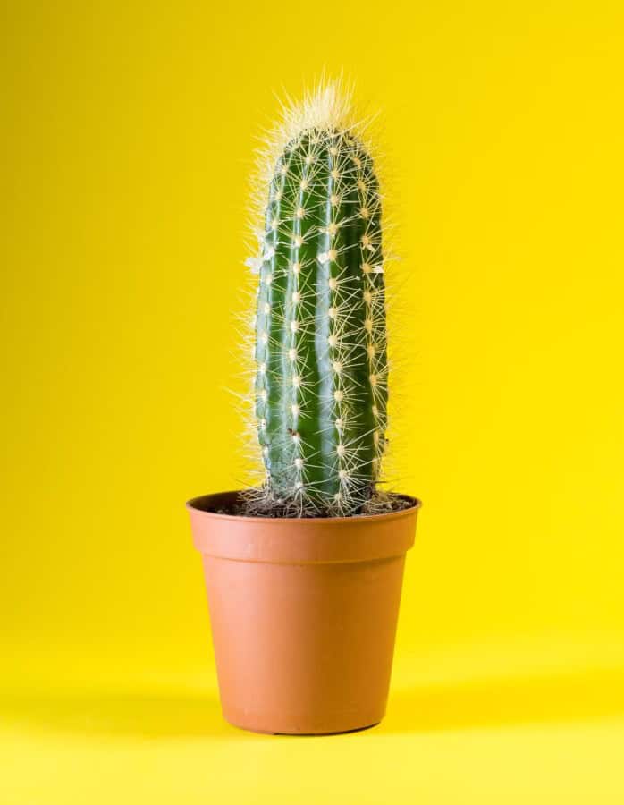 cactus plant isolated royalty free image