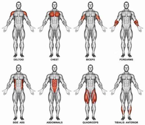 musclesgroup